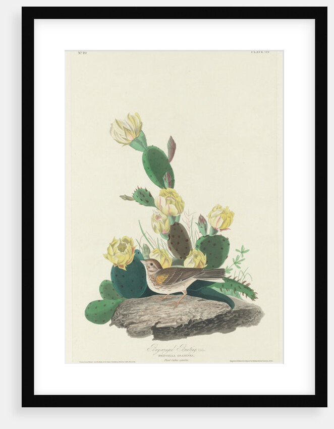 Bay-winged Bunting, 1830 by John James (after) Audubon