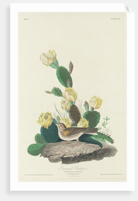 Bay-winged Bunting, 1830 by John James (after) Audubon