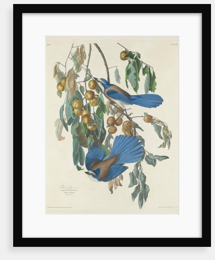 Florida Jays, 1830 by John James Audubon