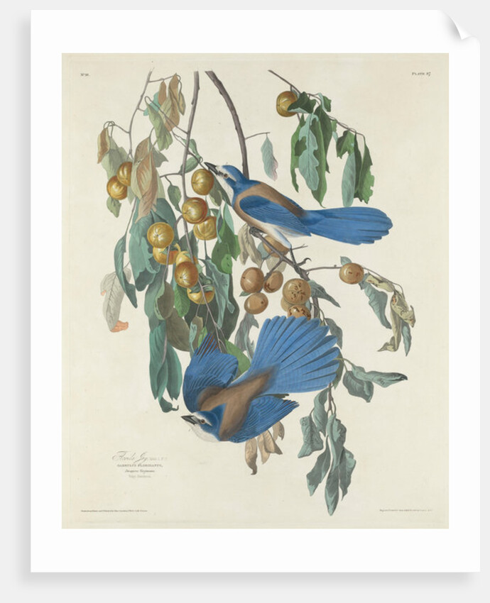 Florida Jays, 1830 by John James Audubon