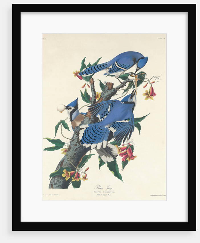 Blue Jay, 1831 by John James Audubon