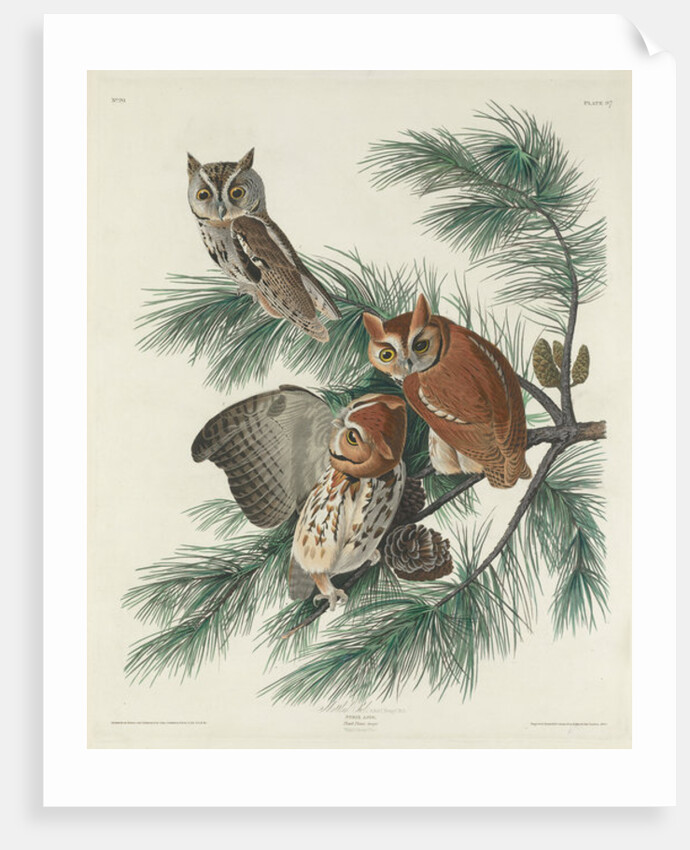 Mottled Owl, 1830 by John James (after) Audubon