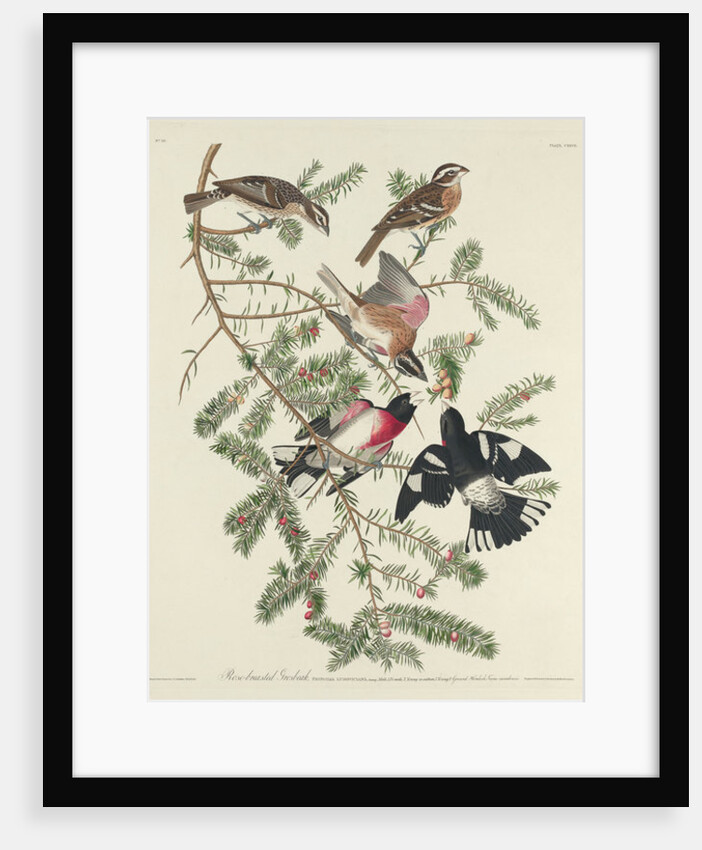 Rose-breasted Grosbeak, 1832 by John James Audubon
