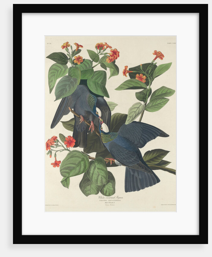 White-crowned Pigeon, 1833 by John James Audubon