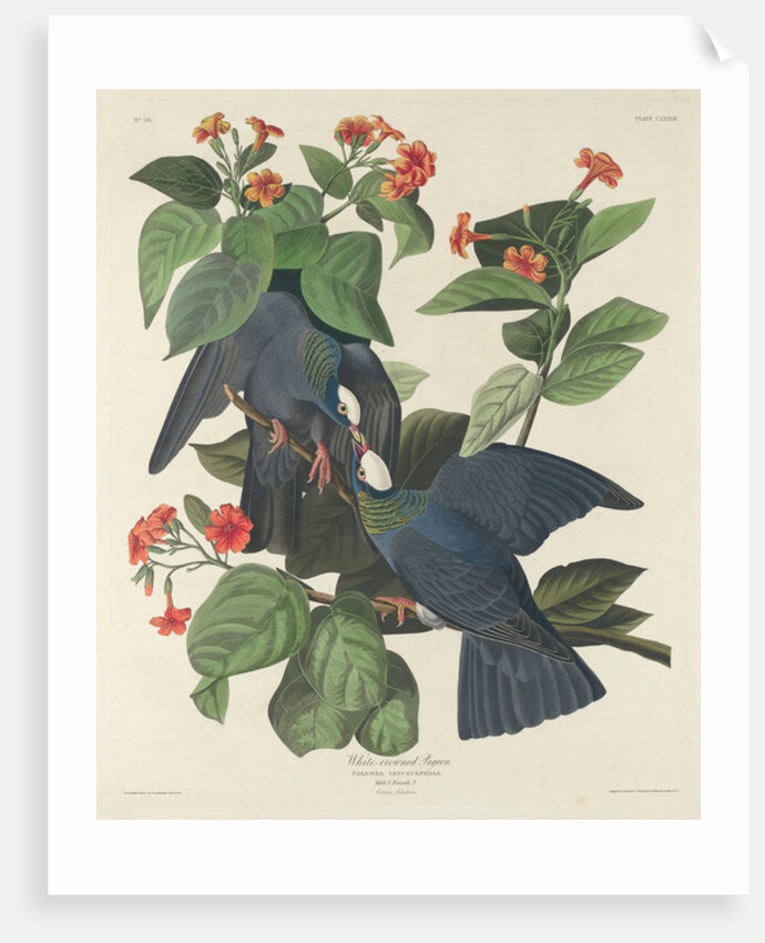White-crowned Pigeon, 1833 by John James Audubon