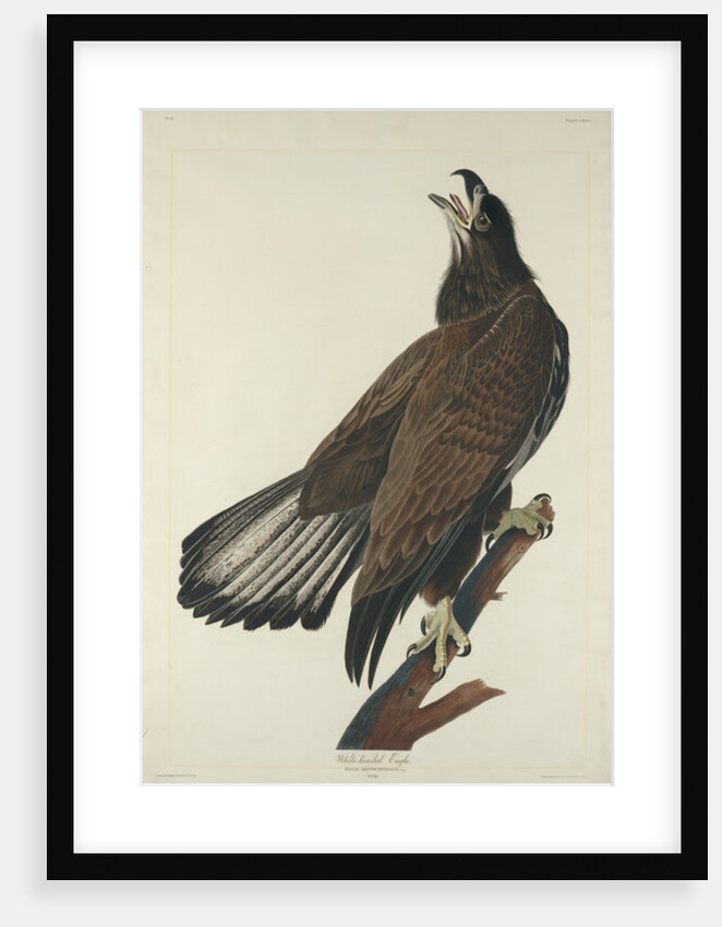 White-Headed Eagle, 1832 by John James (after) Audubon