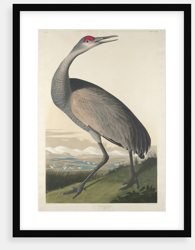Hooping Crane, 1835 by John James (after) Audubon
