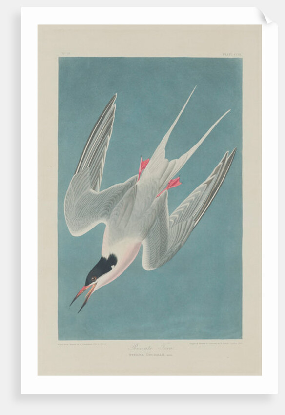 Roseate Tern, 1835 by John James Audubon