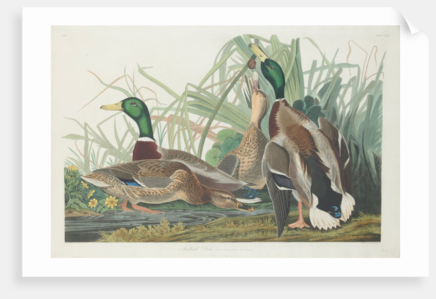 Mallard Duck, 1834 by John James (after) Audubon
