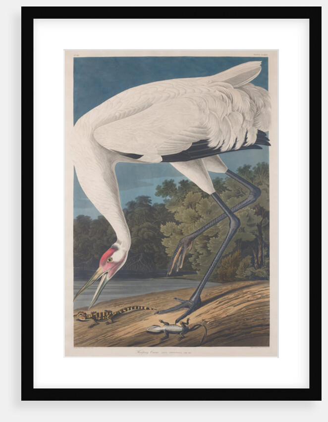 Hooping Crane, 1834 by John James (after) Audubon