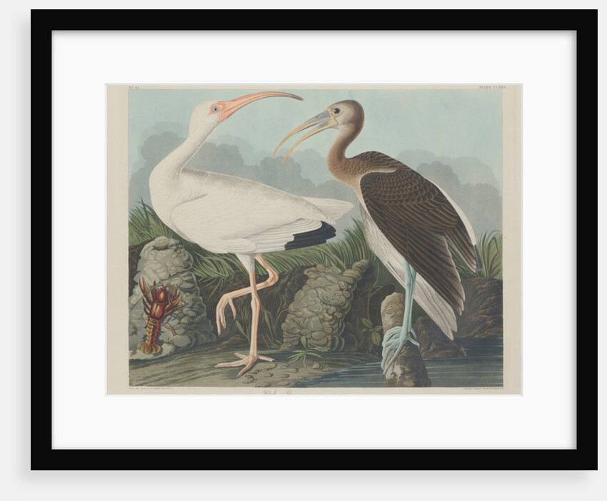 White Ibis, 1834 by John James (after) Audubon
