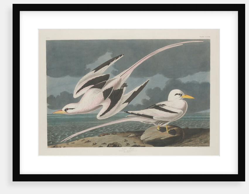 Tropic Bird, 1835 by John James Audubon