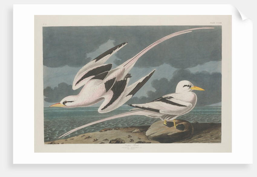 Tropic Bird, 1835 by John James Audubon
