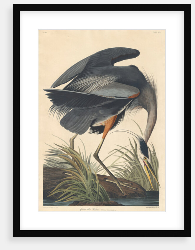 Great blue Heron, 1834 by John James Audubon