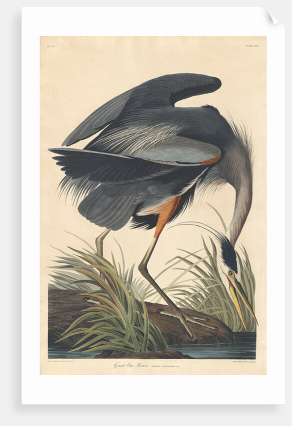 Great blue Heron, 1834 by John James Audubon