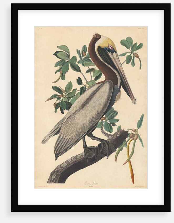 Brown Pelican, 1835 by John James Audubon
