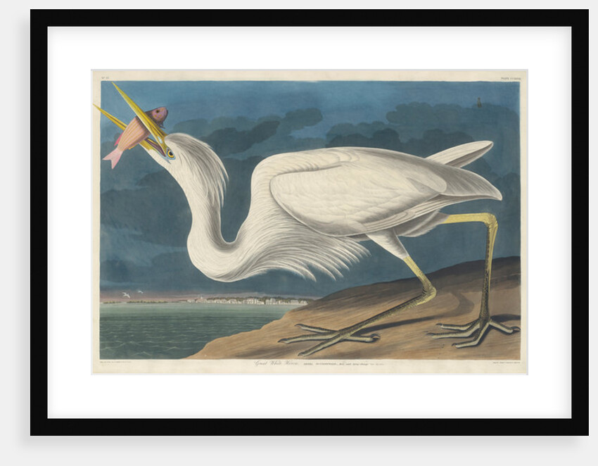 Great White Heron, 1835 by John James Audubon
