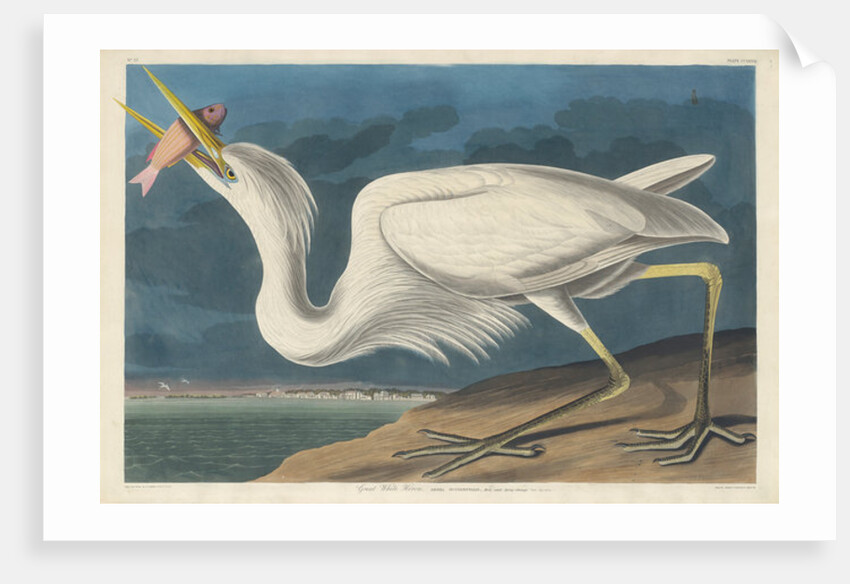 Great White Heron, 1835 by John James Audubon