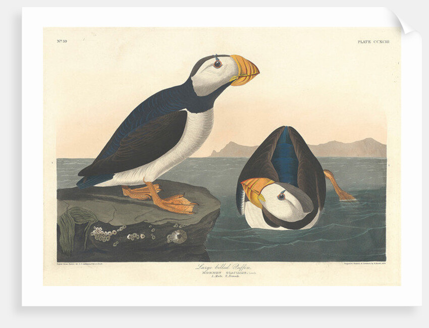Large-billed Puffin, 1836 by John James Audubon