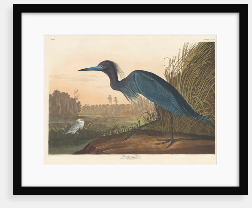 Blue Crane or Heron, 1836 by John James Audubon