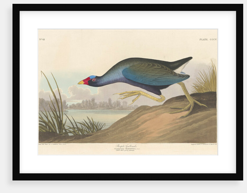 Purple gallinule, 1836 by John James (after) Audubon