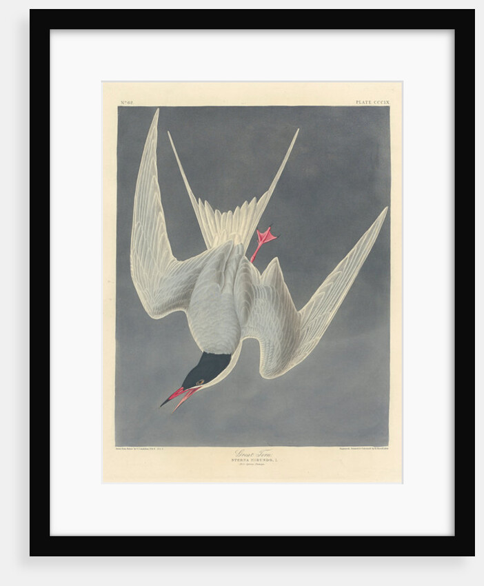 Great Tern, 1836 by John James (after) Audubon