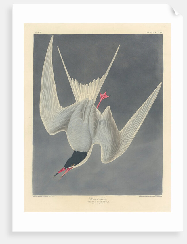 Great Tern, 1836 by John James (after) Audubon
