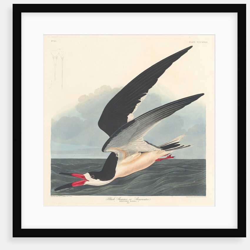 Black Skimmer, 1836 by John James (after) Audubon