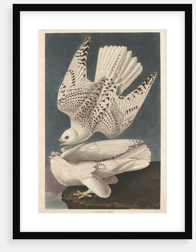 Iceland or Jer Falcon, 1837 by John James (after) Audubon