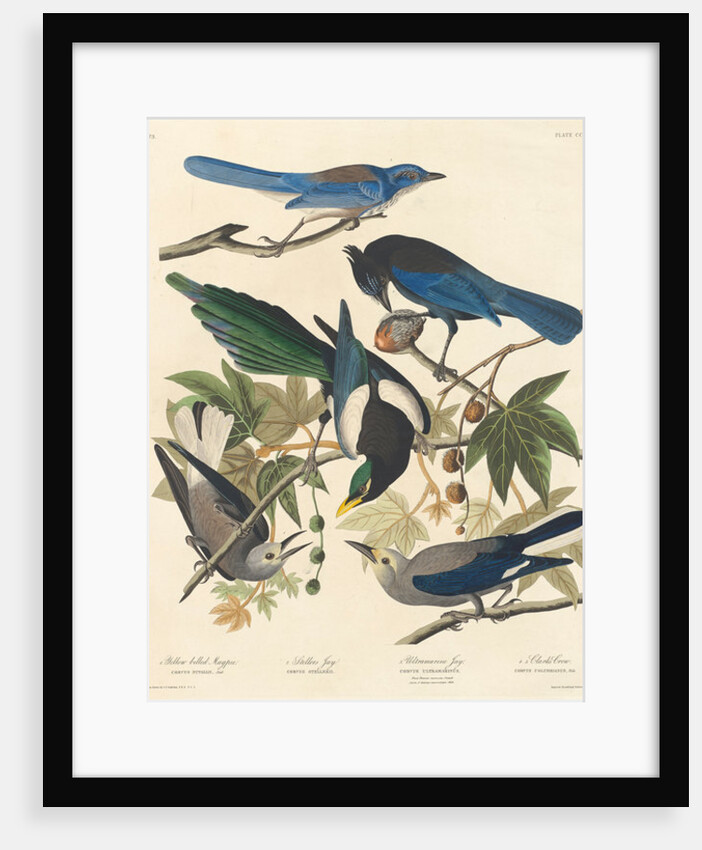 Yellow-billed Magpie, Stellers Jay, Ultramarine Jay and Clark's Crow, 1837 by John James (after) Audubon