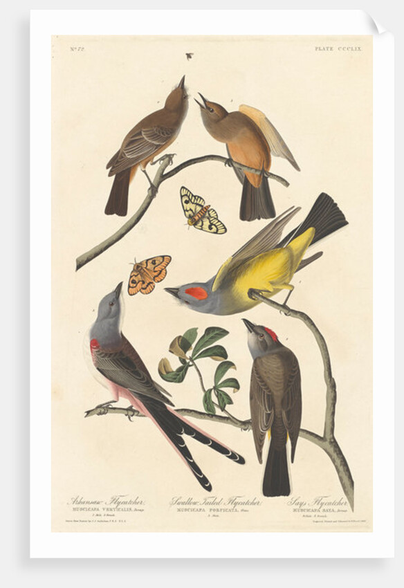 Arkansaw Flycatcher, Swallow-tailed Flycatcher and Says Flycatcher by John James Audubon