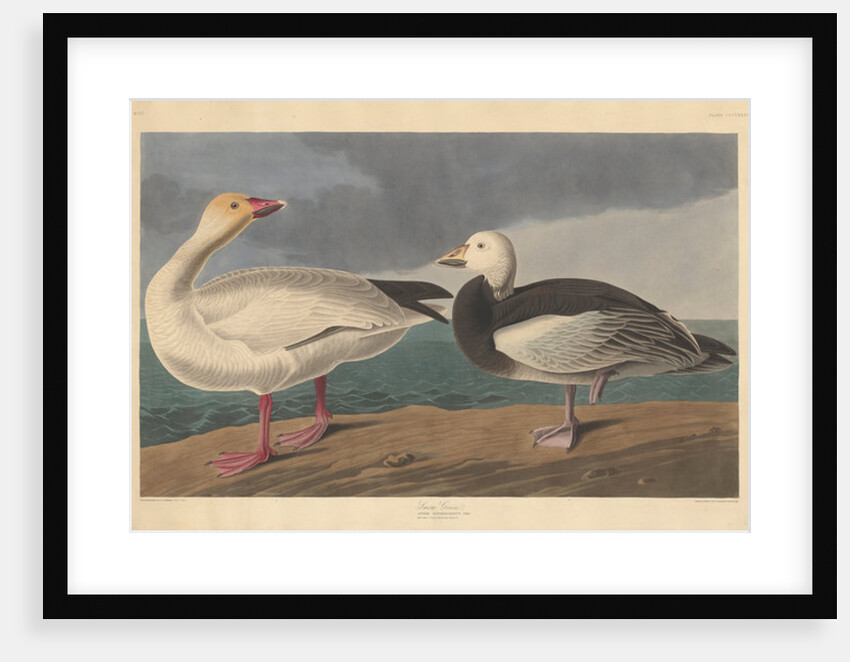 Snow goose, 1837 by John James (after) Audubon