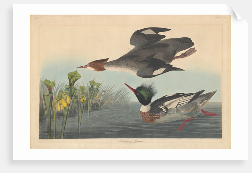 Red-breasted Merganser by John James Audubon