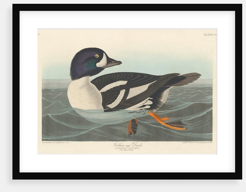 Golden-eye Duck, 1836 by John James Audubon