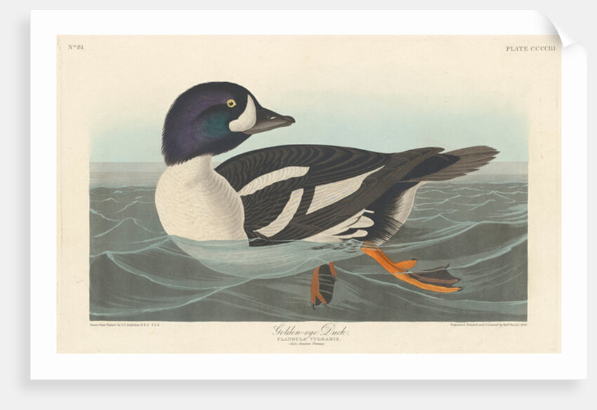 Golden-eye Duck, 1836 by John James Audubon