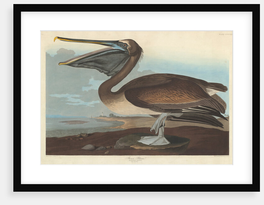 Brown Pelican by John James Audubon
