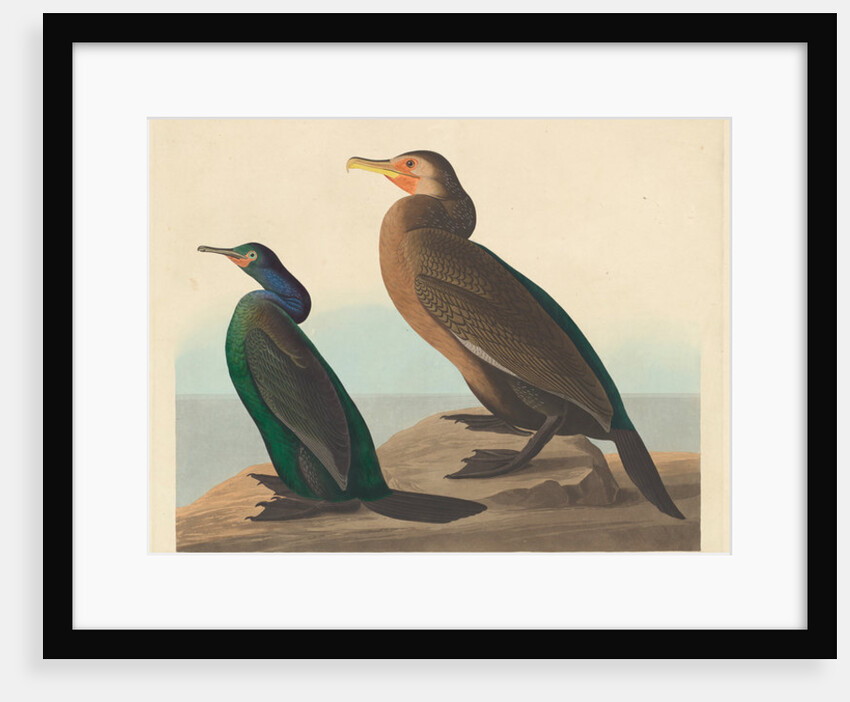 Violet-green Cormorant and Townsend's Cormorant, 1838 by John James Audubon