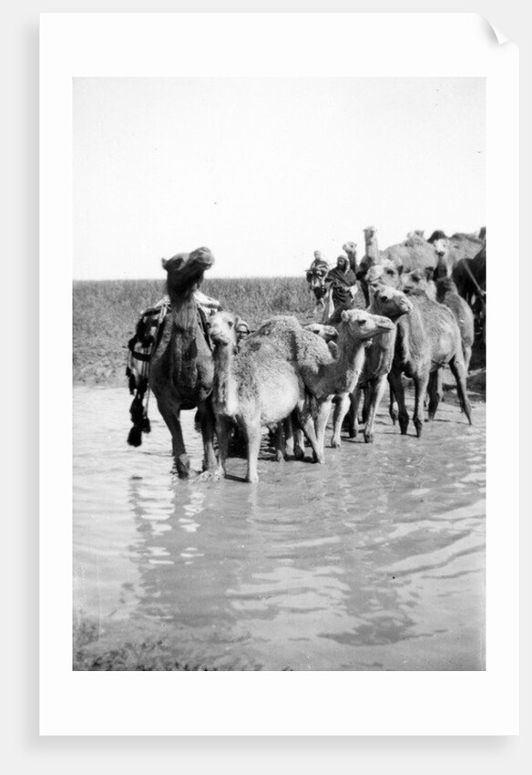 Camels fording a stream in the Valley of Elah, 1900-20 by Anonymous