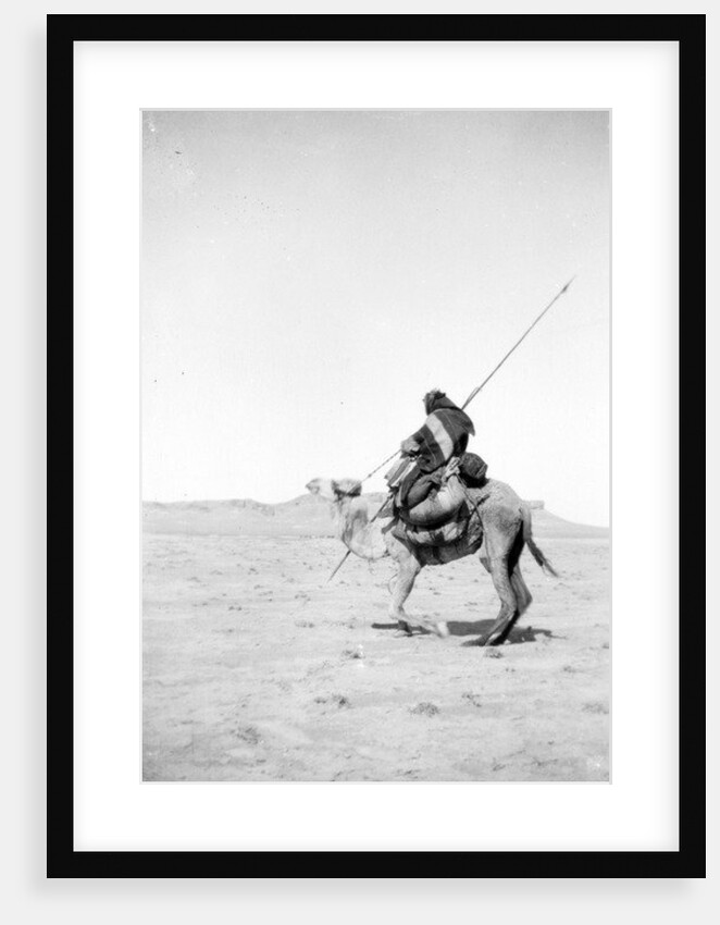 Bedouin warrior making his camel kneel, 1900-20 by Anonymous