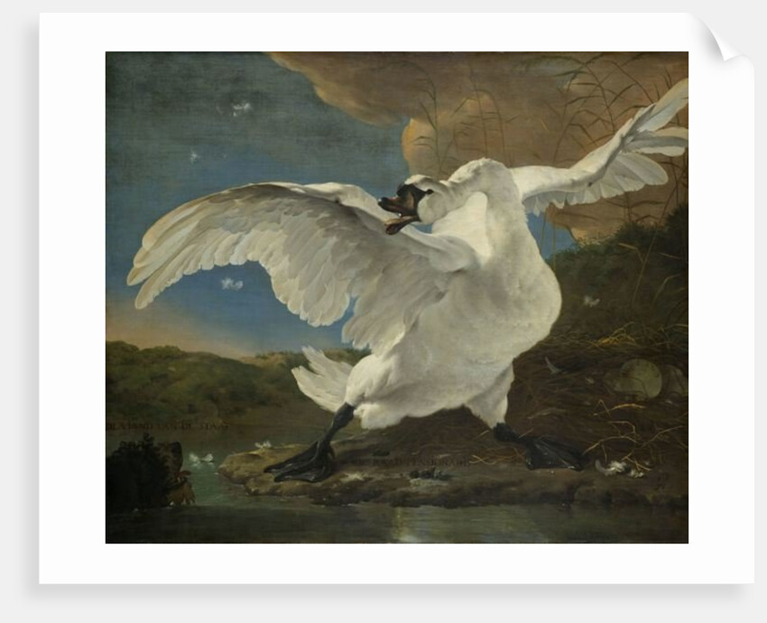 The Threatened Swan, c.1650 by Jan Asselyn