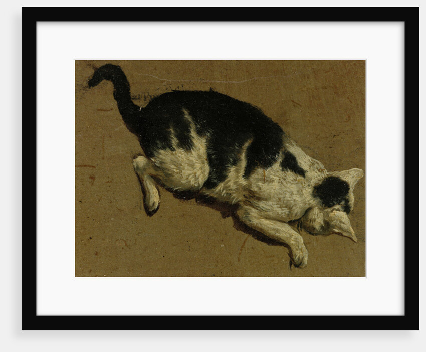 Cat from above by Adriaen van de (attr.to) Velde