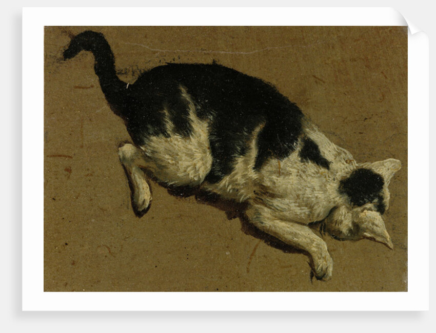 Cat from above by Adriaen van de (attr.to) Velde