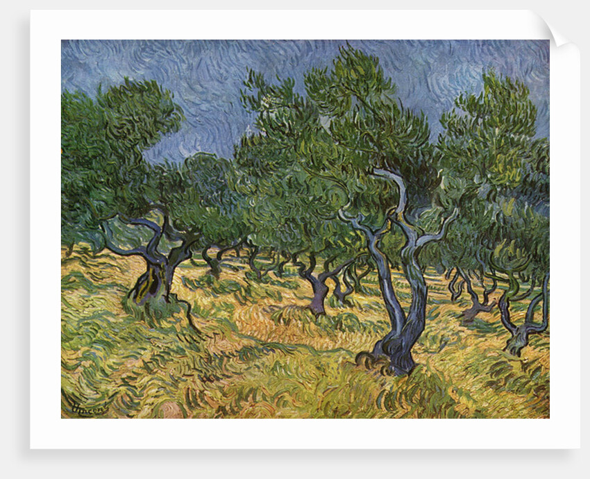 Olive Grove, 1889 by Vincent van Gogh