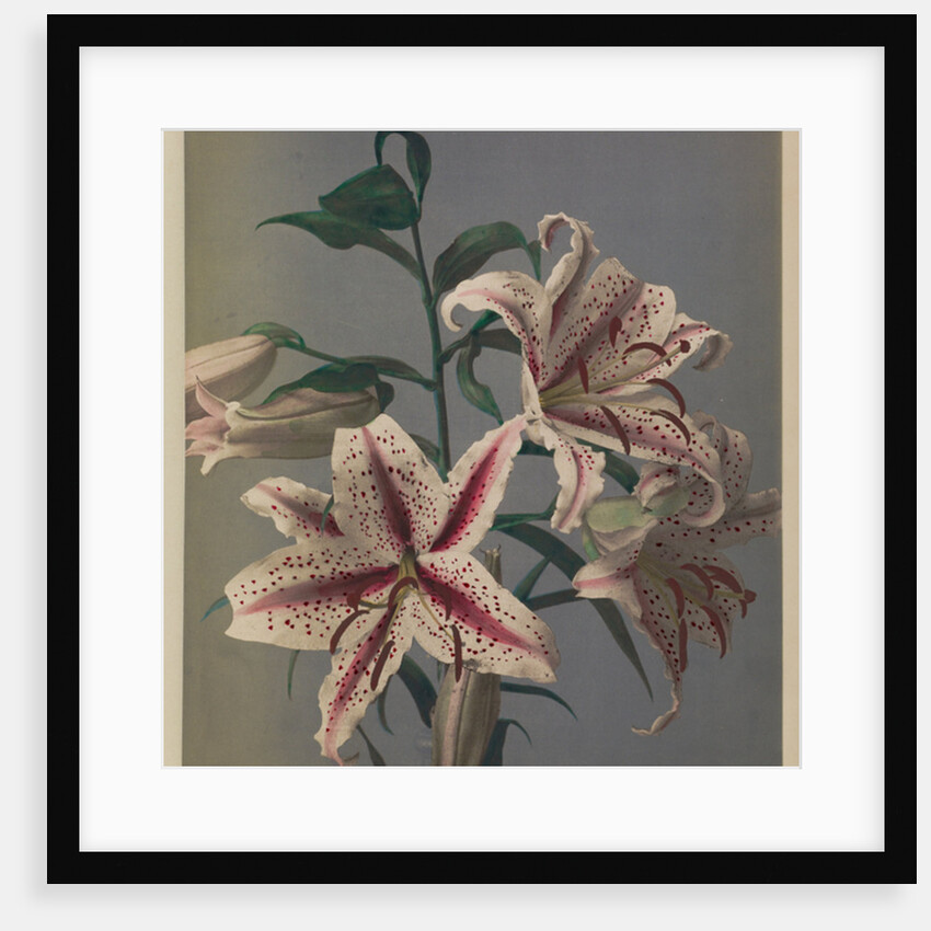 Lily, 1896 by Kazumasa (1860-1930) Ogawa