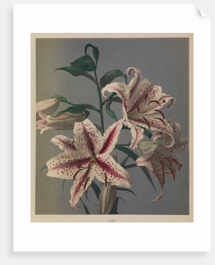 Lily, 1896 by Kazumasa (1860-1930) Ogawa