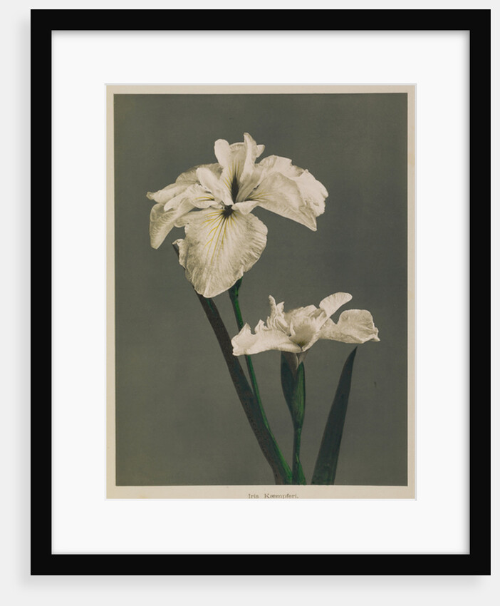 Iris Kaempferi, 1896 by Kazumasa (1860-1930) Ogawa