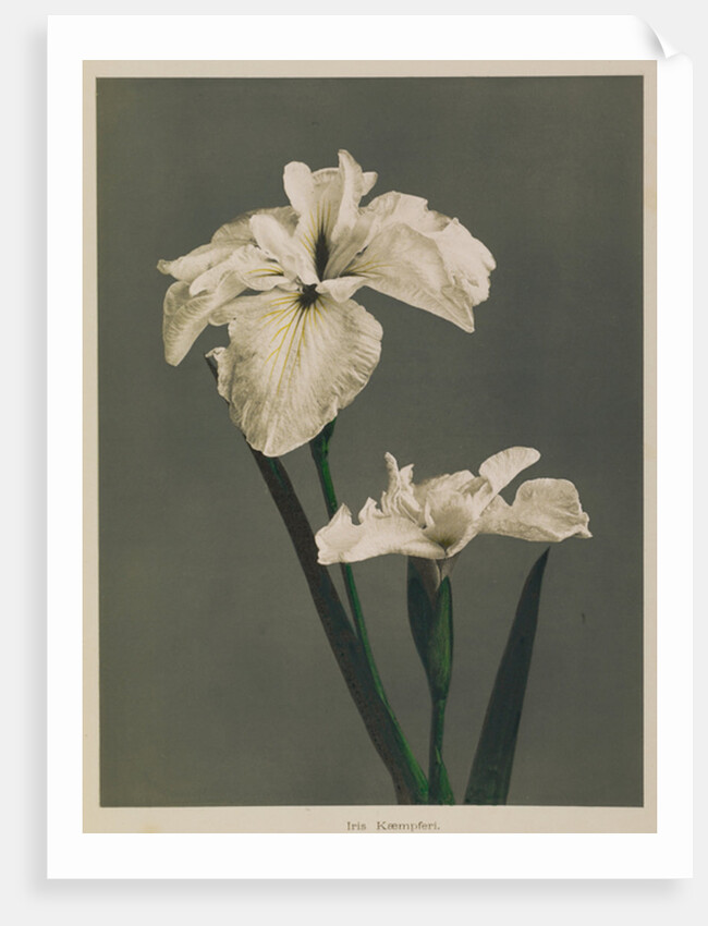 Iris Kaempferi, 1896 by Kazumasa (1860-1930) Ogawa