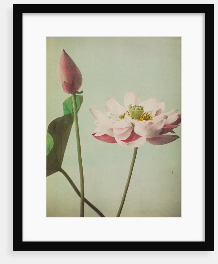 Lotus, 1896 by Kazumasa Ogawa