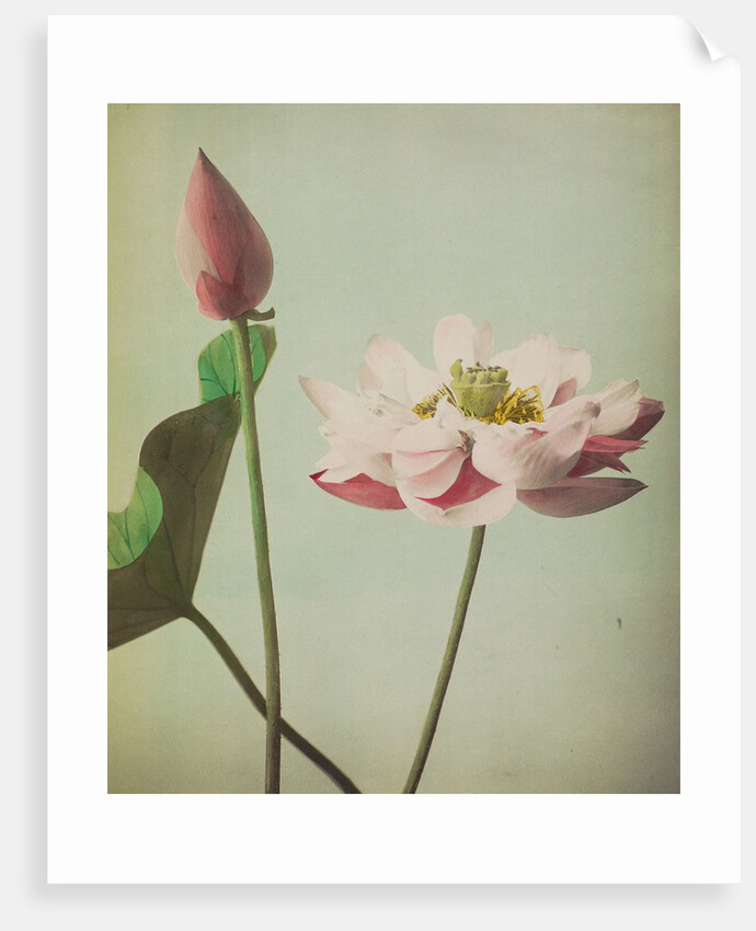 Lotus, 1896 by Kazumasa Ogawa
