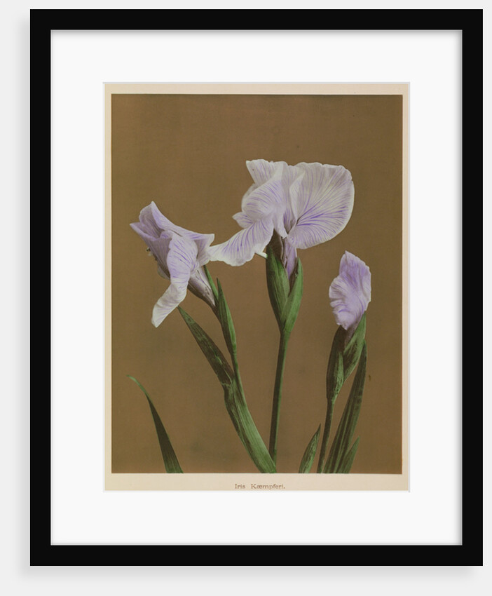 Iris Kaempfer, 1896 by Kazumasa Ogawa